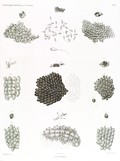 HN Zoologie. Polypes — Pl. 8