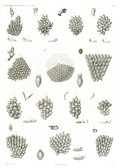 HN Zoologie. Polypes — Pl. 9 - Flustres