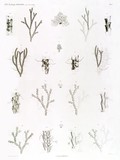 HN Zoologie. Polypes — Pl. 11