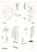 HN Zoologie. Polypes — Pl. 14 - Dyasmées Plumulaires