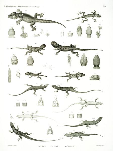 HN Zoologie Reptiles (supplpment) — Pl. 1