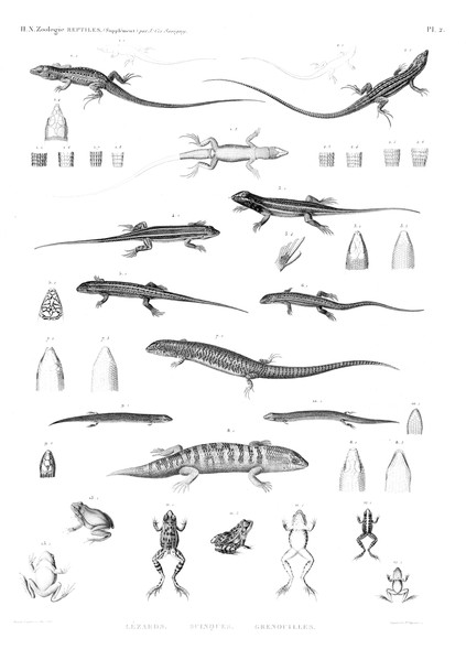 HN Zoologie. Reptiles (supplément) — Pl. 2