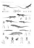 HN Zoologie. Reptiles (supplément) — Pl. 2 - Lézards. Scinques. Grenouilles.
