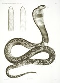 HN Zoologie Reptiles (supplpment) — Pl. 3