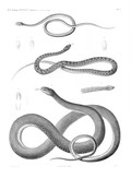 HN Zoologie. Reptiles (supplément) — Pl. 5 - Couleuvres